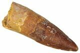 Juvenile Fossil Spinosaurus Tooth - Real Dinosaur Tooth #301301-1